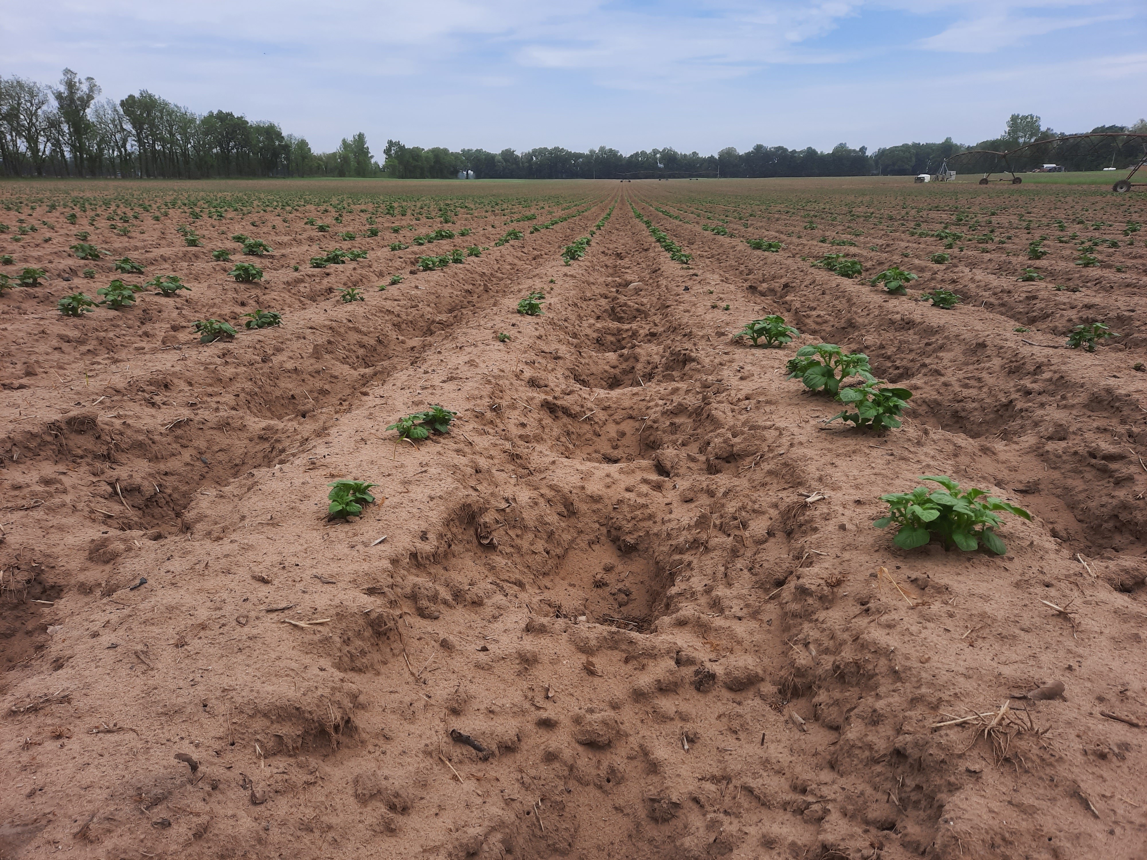 potatoes in field